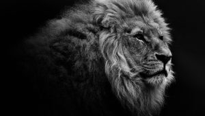 Lion Free Desktop Wallpaper HD 2560 x 1440